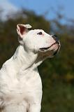 BOULEDOGUE AMERICAIN 332